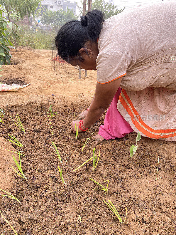 印度印度教妇女穿着Salwar Kameez传统服装的形象，同时弯腰在花园分配地种植柠檬草，在土壤中挖掘，关注前景